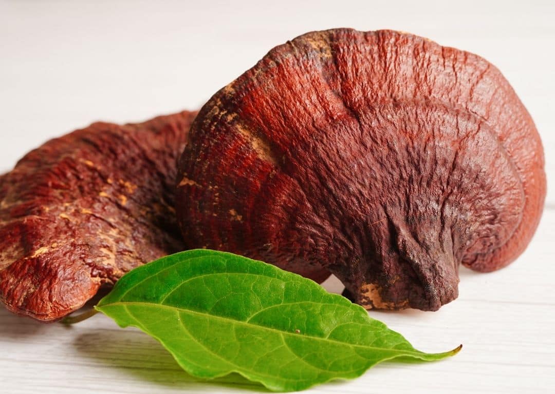 Reishi König der Heilpilze ohne Rahmen